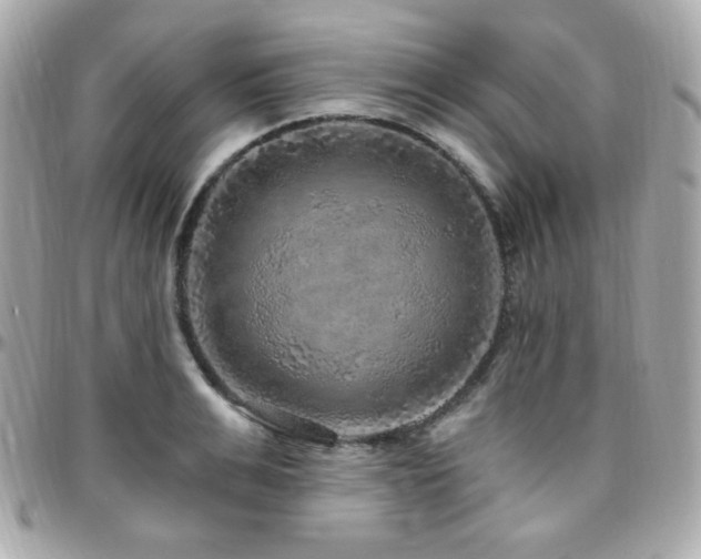 X0000096470991200801241425