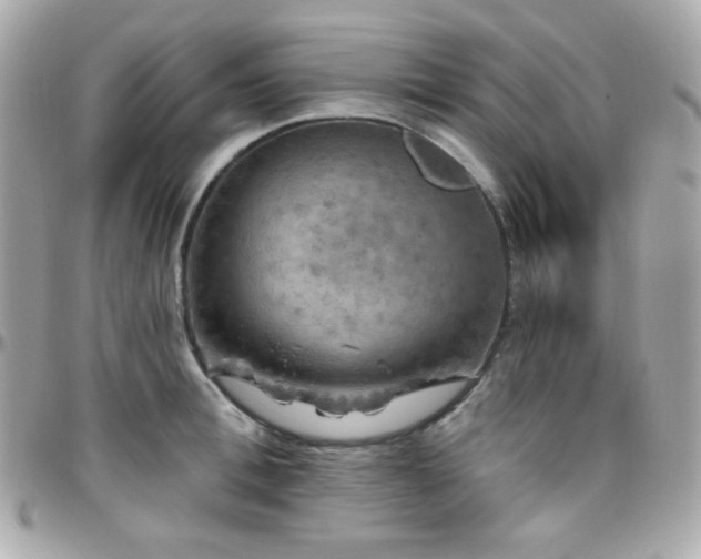 X0000096470996200801241425