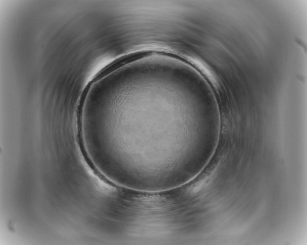 X0000096470999200801241425