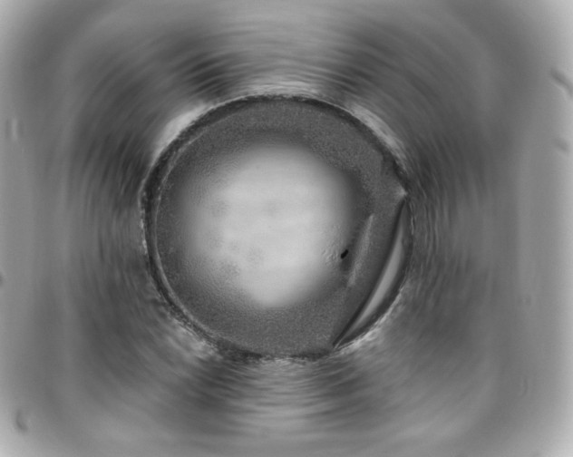 X0000096471022200801241424