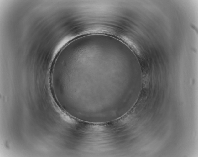 X0000096471086200801241423