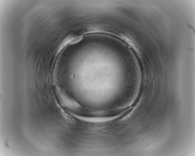 X0000096471145200801241423