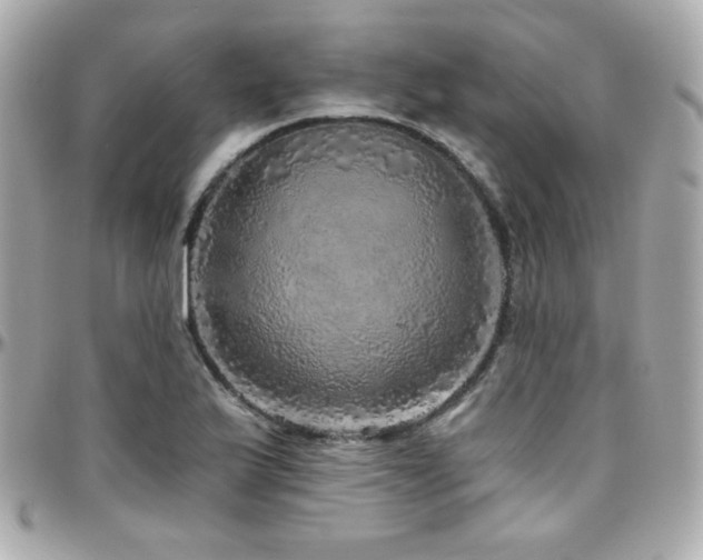 X0000096471175200801241422