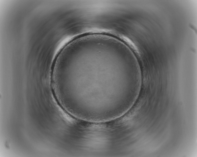 X0000096471183200801241422