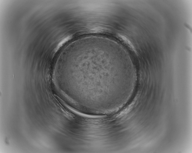 X0000096471210200801241421