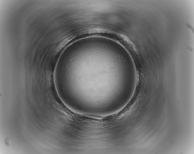 X0000096471217200801241421