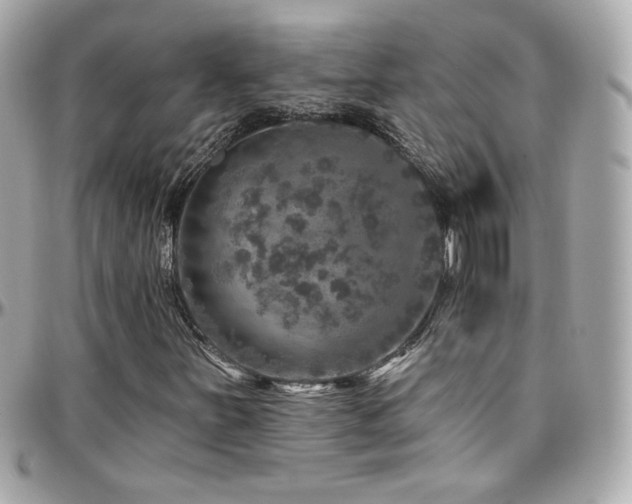 X0000096471251200801241421