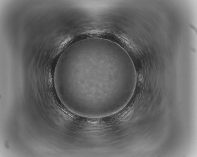 X0000096471252200801241421