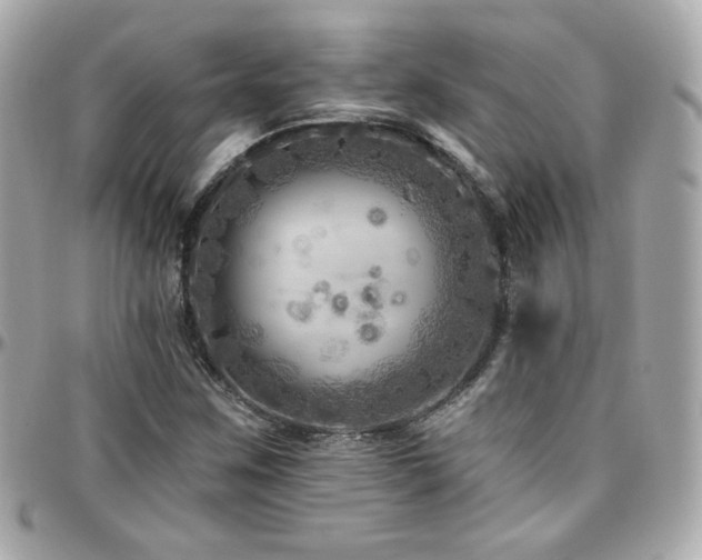 X0000096471259200801241421