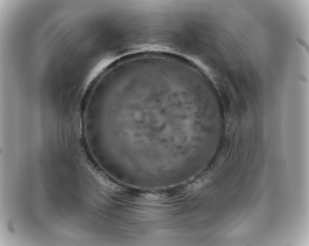 X0000096471271200801241421