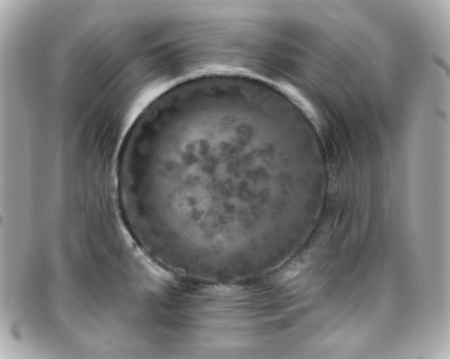 X0000096471287200801241420