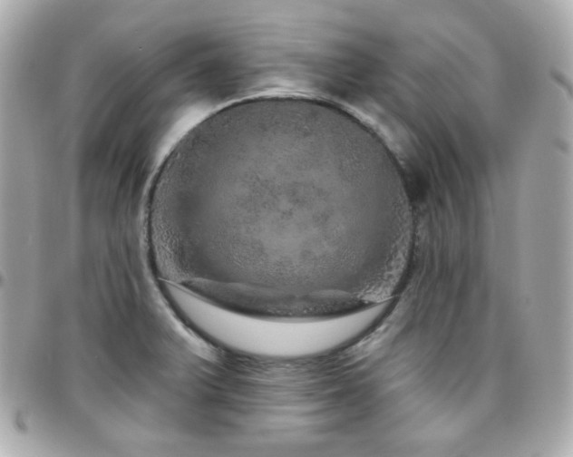 X0000096471375200801241419