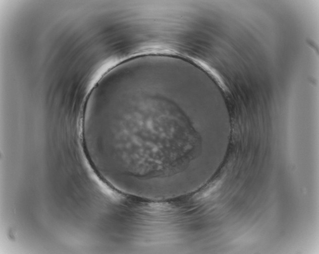 X0000096471383200801241419