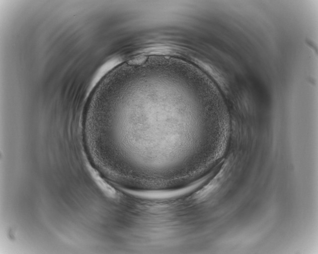 X0000096471426200801241419