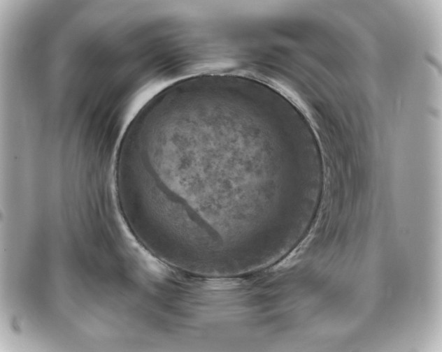 X0000096471440200801241419