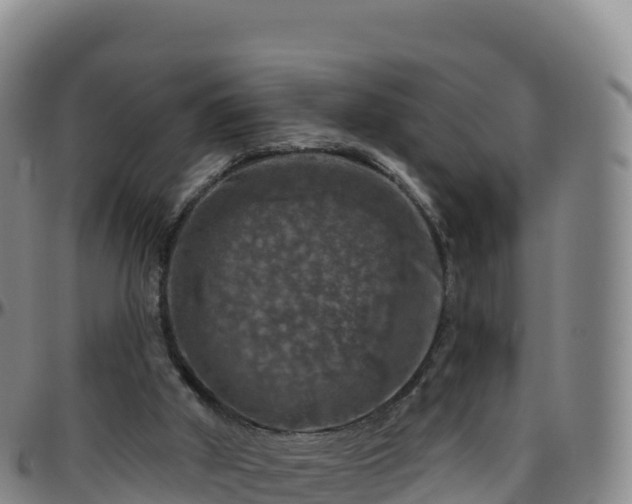X0000096470010200801311544