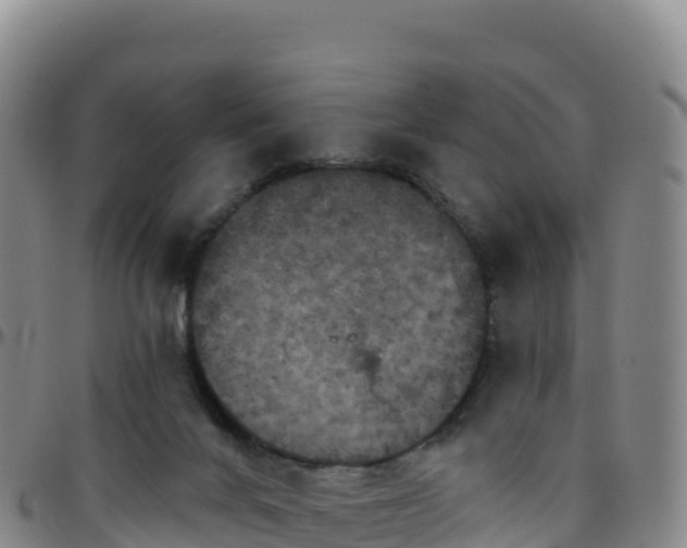 X0000096470024200801311544