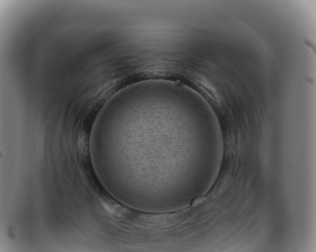 X0000096470029200801311544