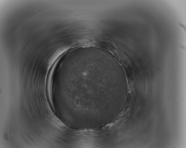 X0000096470052200801311543
