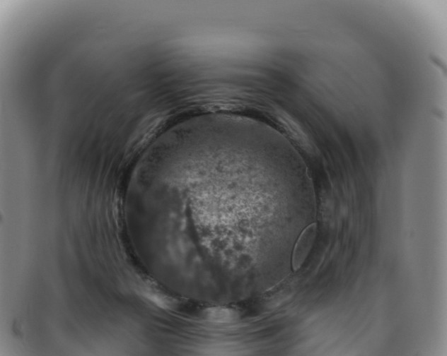 X0000096470169200801311542