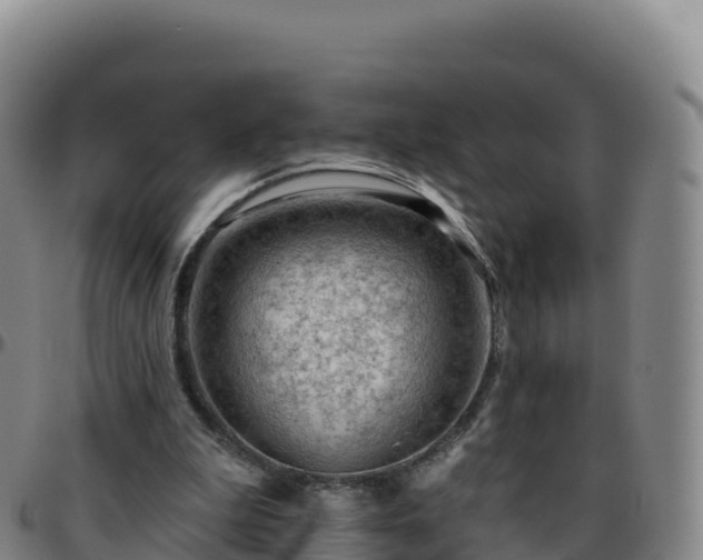 X0000096470199200801311541