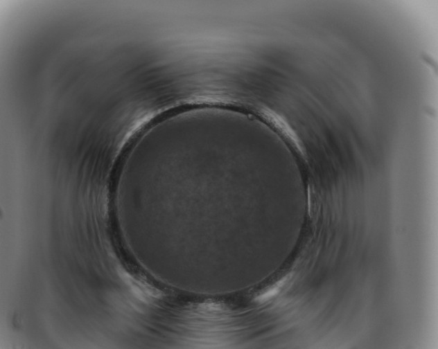 X0000096470204200801311541