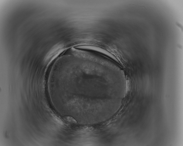 X0000096470243200801311540