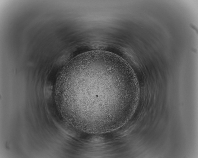 X0000096470263200801311540