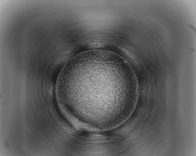 X0000096470315200801311540
