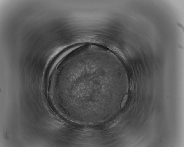 X0000096470388200801311539