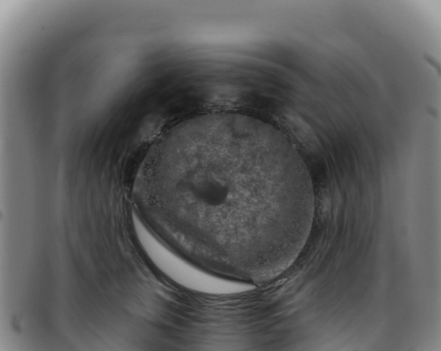X0000096470759200801311534