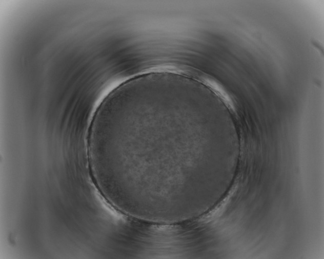 X0000096470808200801311533