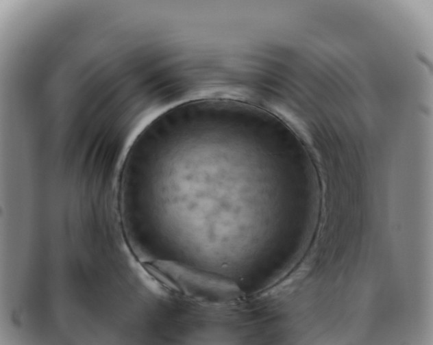 X0000096470816200801311532