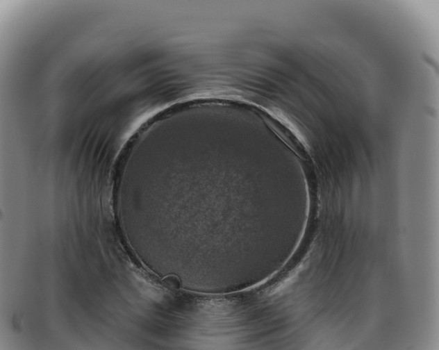 X0000096470830200801311532