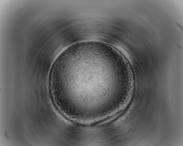 X0000096470949200801311531