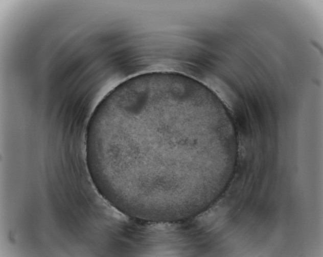 X0000096470950200801311531