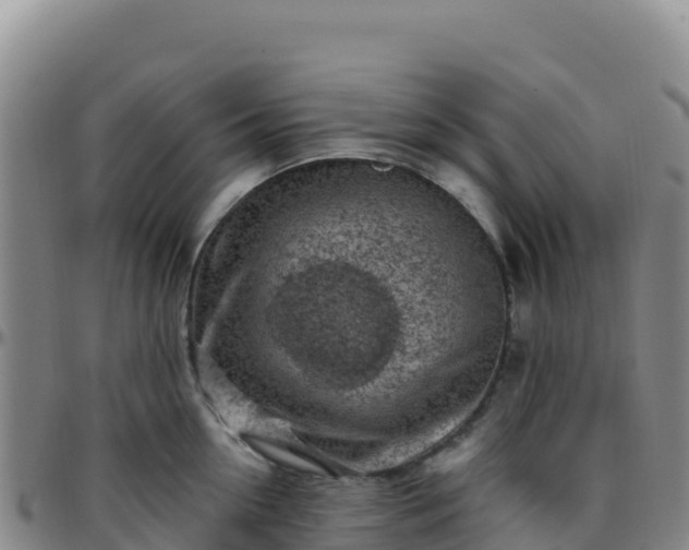 X0000096470954200801311531