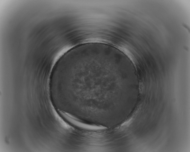 X0000096470995200801311530