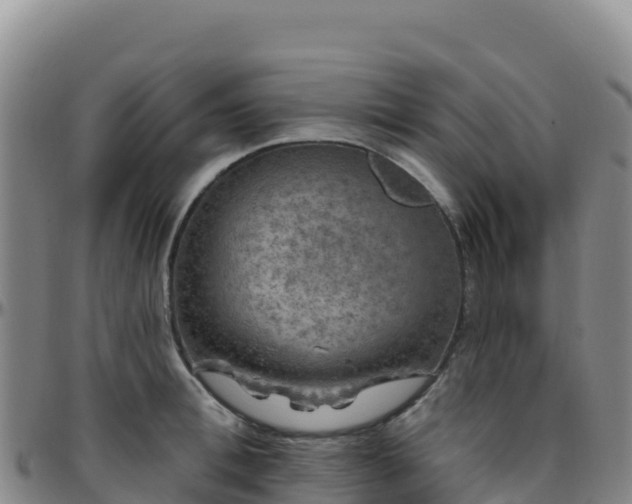 X0000096470996200801311530