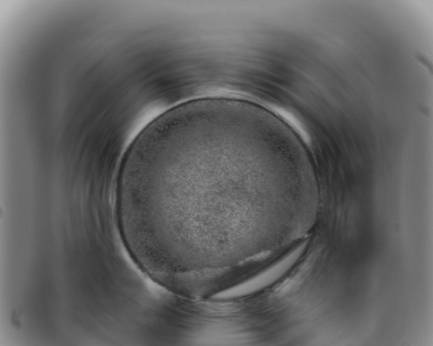 X0000096471007200801311530