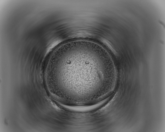 X0000096471018200801311529