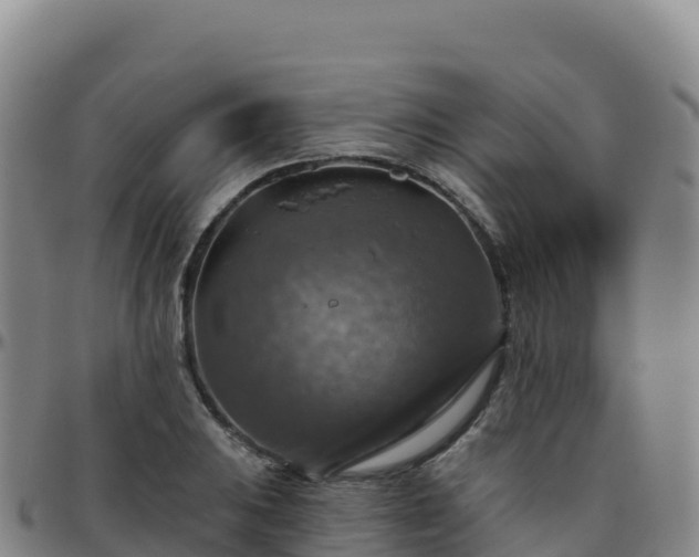 X0000096471031200801311530