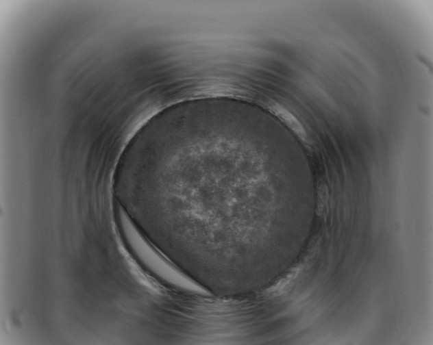 X0000096471039200801311530