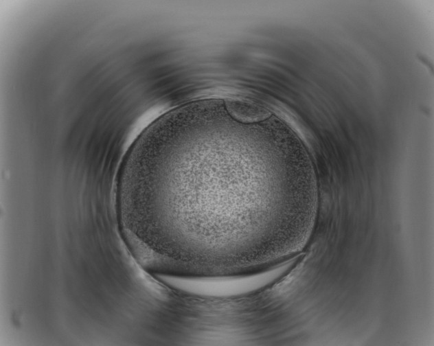 X0000096471050200801311530