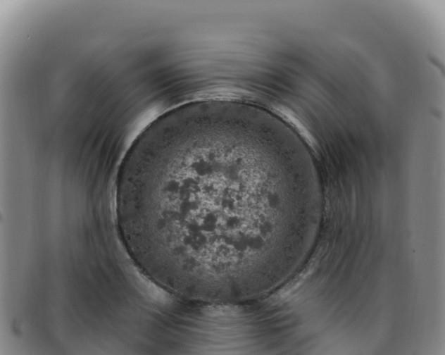 X0000096471083200801311529