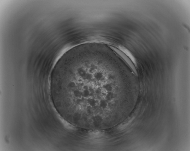 X0000096471099200801311529