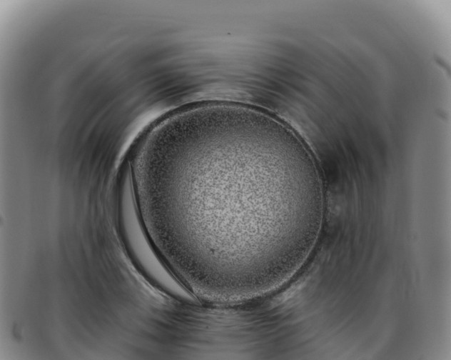 X0000096471123200801311528