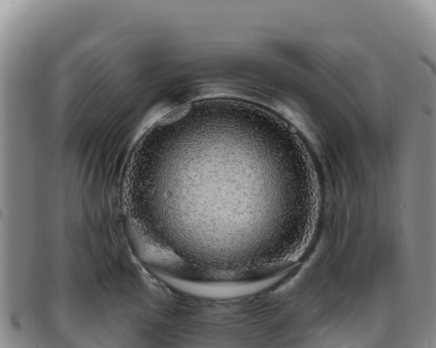 X0000096471145200801311528