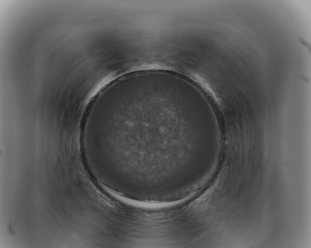 X0000096471173200801311528
