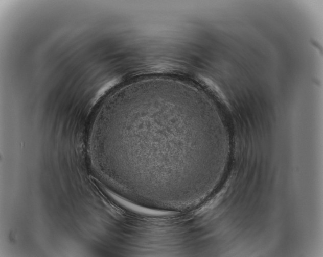X0000096471210200801311527